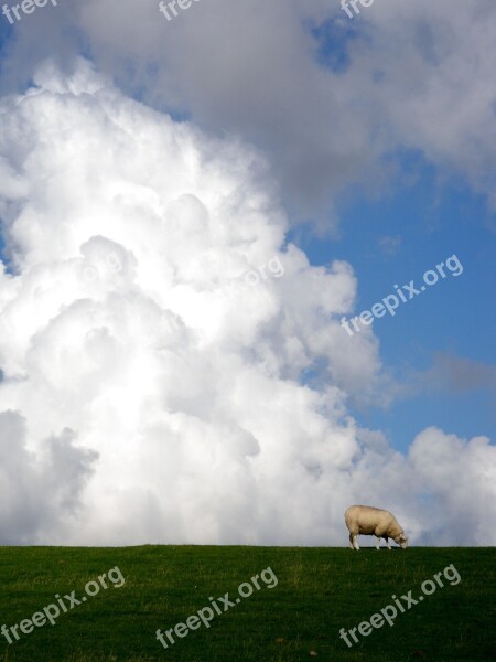 Clouds Sheep Nature Dike Landscape