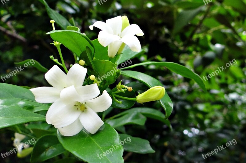 Orange Jasmine Kamini Kamini Kusum Flower White