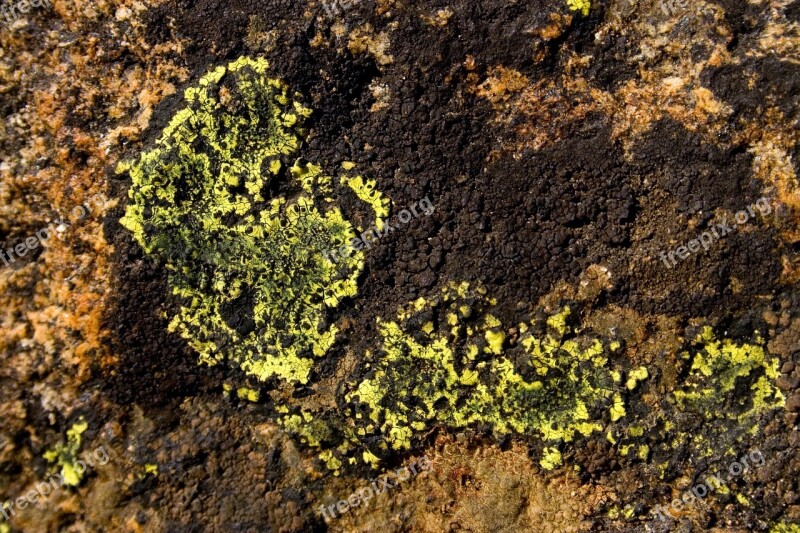 Lichen Detail Macro Nature Rock