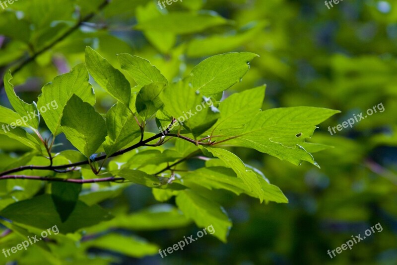 Leaves Leaf Green Nature Colorful