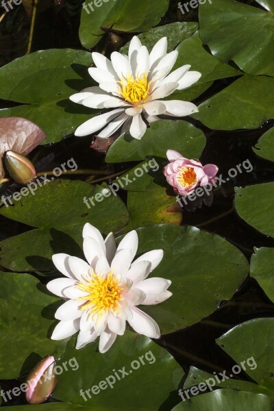 Water Lilies Nymphaea Lake Rose Aquatic Plants Petals