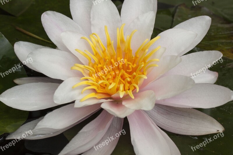 Water Lilies Nymphaea Lake Rose Aquatic Plants Petals