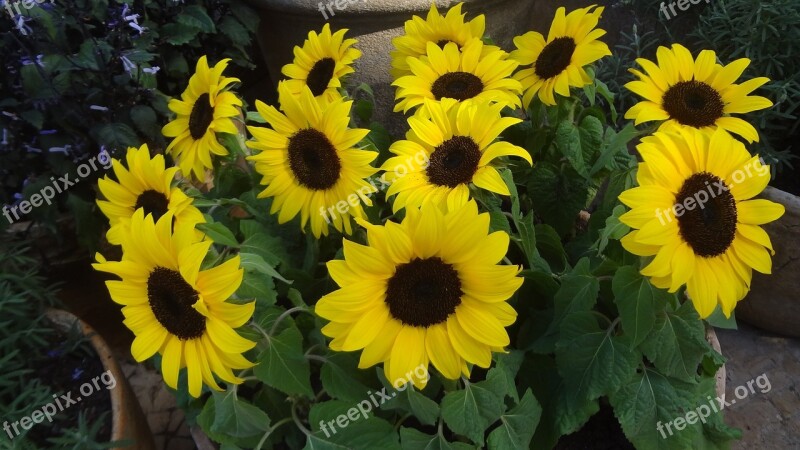 Sunflower Sunflowers Sunflower Vase Garden Gardening