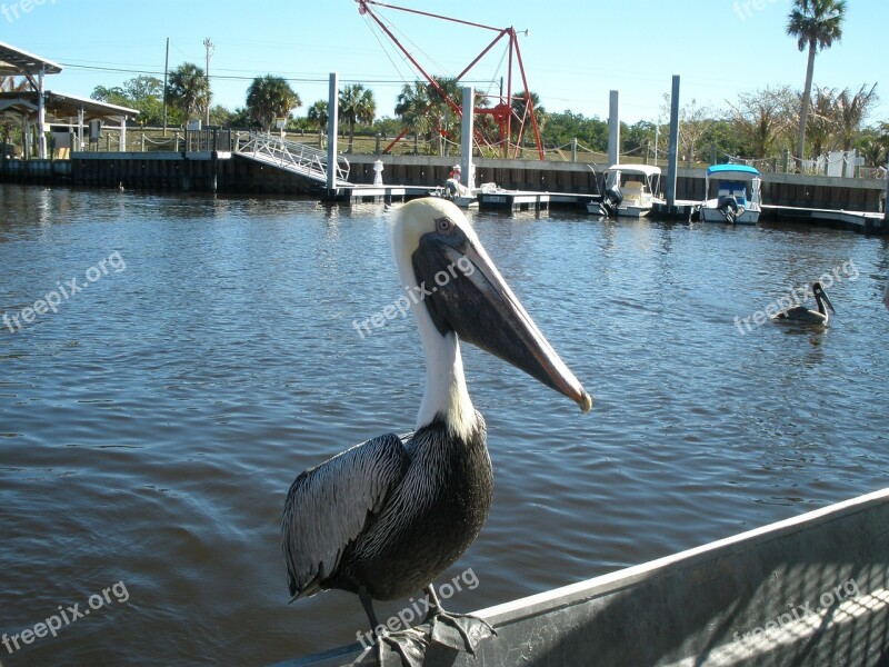 Pelican Water Florida Wildlife Bird