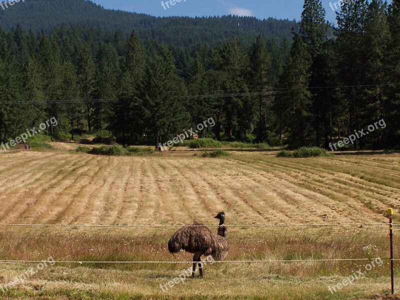 Emu Field Mown Bird Wildlife