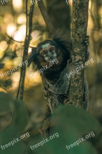 Monkey Brazil Nature Animal Hairy