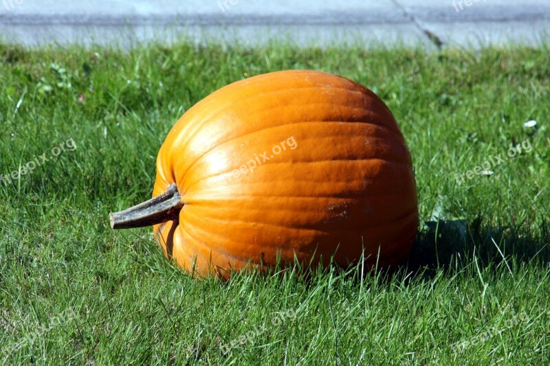 Pumpkin Grass Meadow Green Landscape