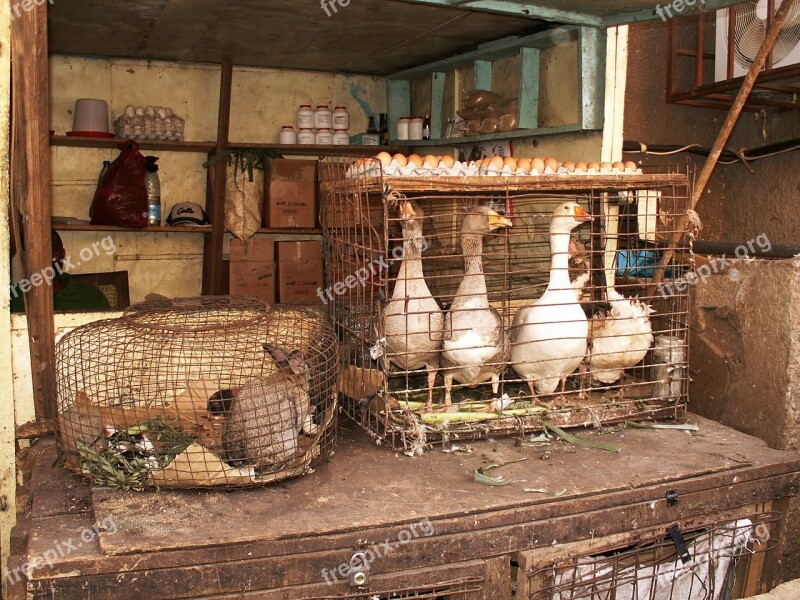 Market Stall Hare Geese Egg Cage