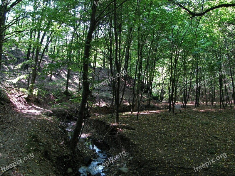 Forest Wood Trees Brook Ecology