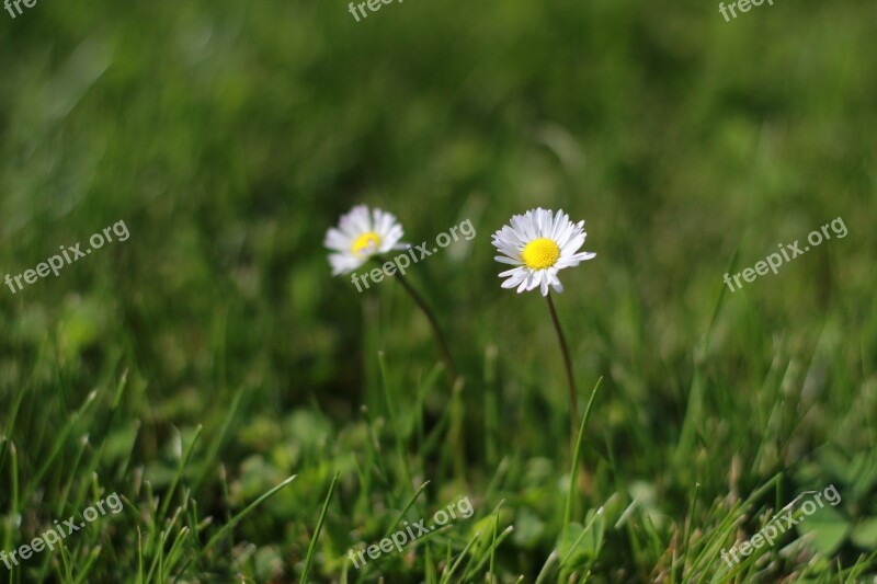 Daisies Flowers Green Free Photos