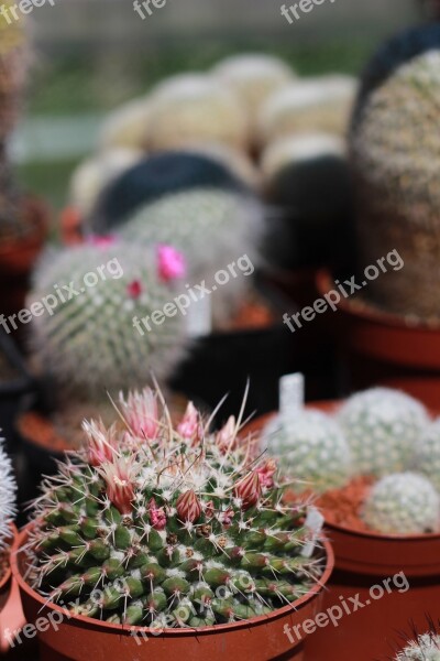 Cacti Spines Flowers Free Photos