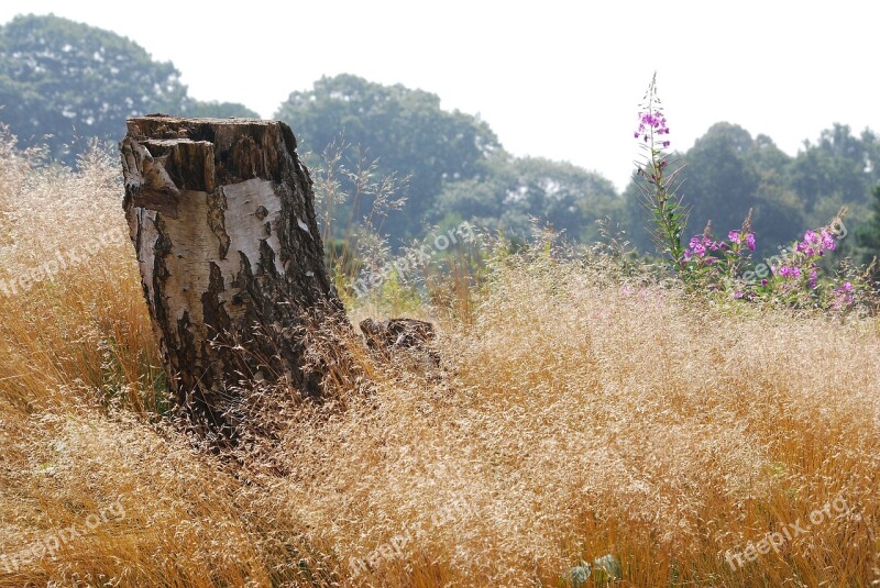 Grass Summer Seeding Seeds Nature