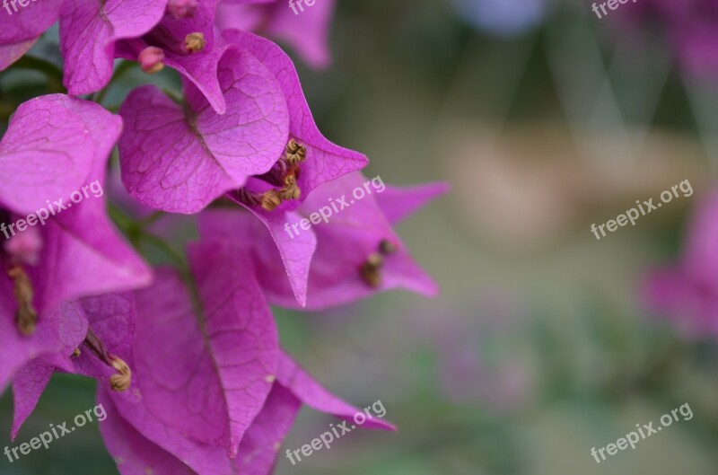 Bougainville Purple Rosa Plant Nature