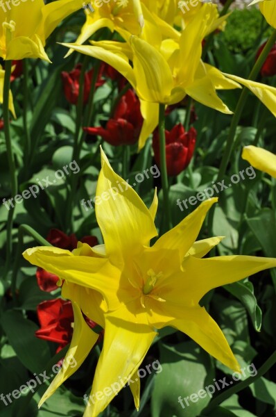 Tulip Flower Blossom Bloom Yellow