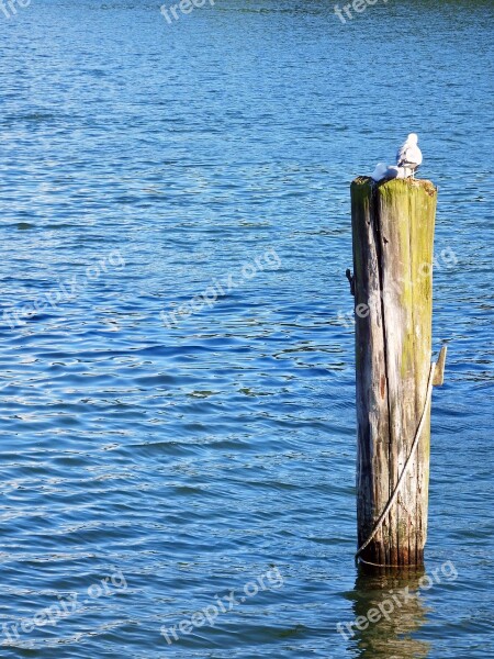 Sea Travemünde Water Wood Pile