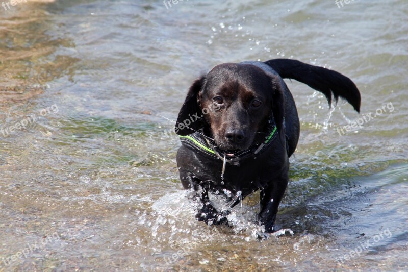 Dog Hybrid Black Water Sea