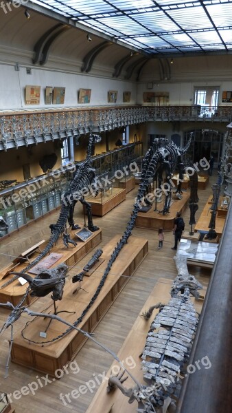 Paris Museum Dinosaur Skeleton Bone