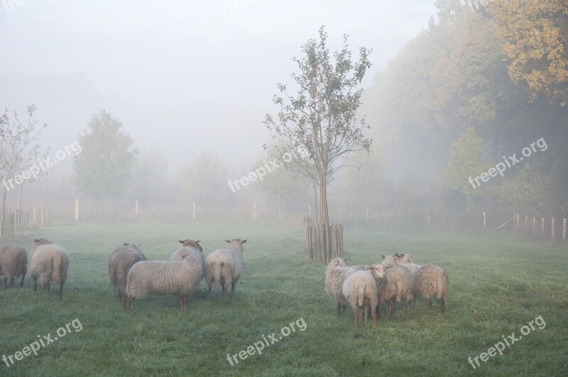 Sheep Fog Animal Autumn Free Photos