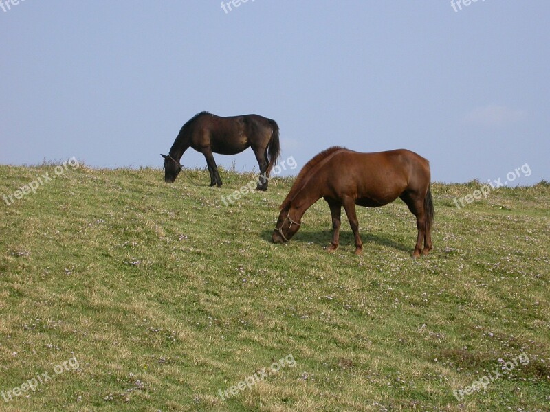 Pony Meadow Jeju Island Free Photos