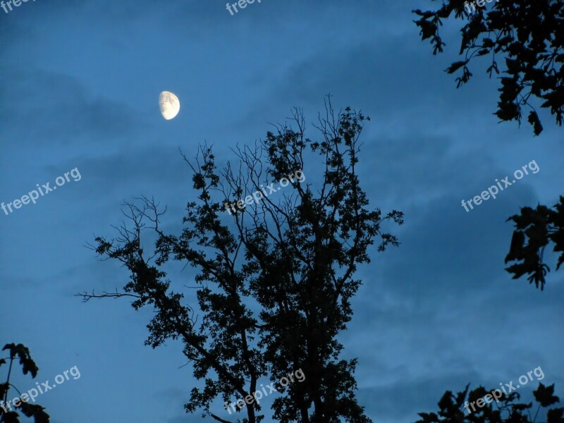 Moon Moon Shine Moon Light Trees Branches