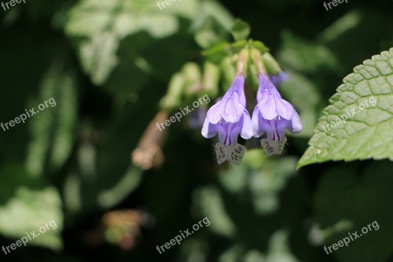 Flowers Spring Behold Free Photos