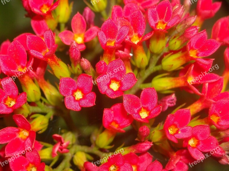 Flowers Kalanchoe Pinnata Cocor Duck Red