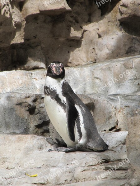 Penguin Humboldt Penguin Cute Nature Zoo