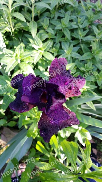 Iris Purple Bloom Garden Spring