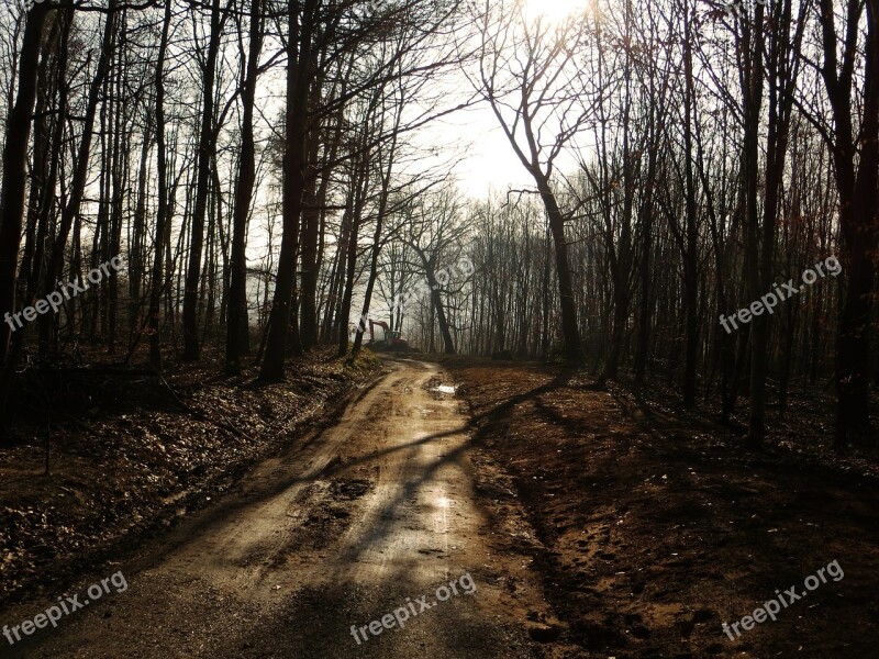 Forest Forest Path Away Mud Nature