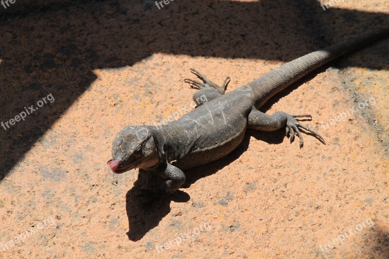 The Lizard Stone View Free Photos