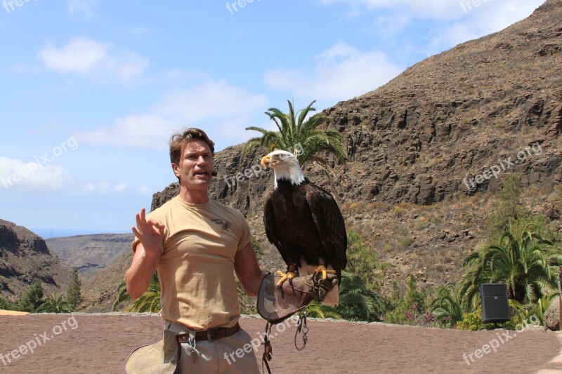 Eagle Bird Beak Wild Free Photos