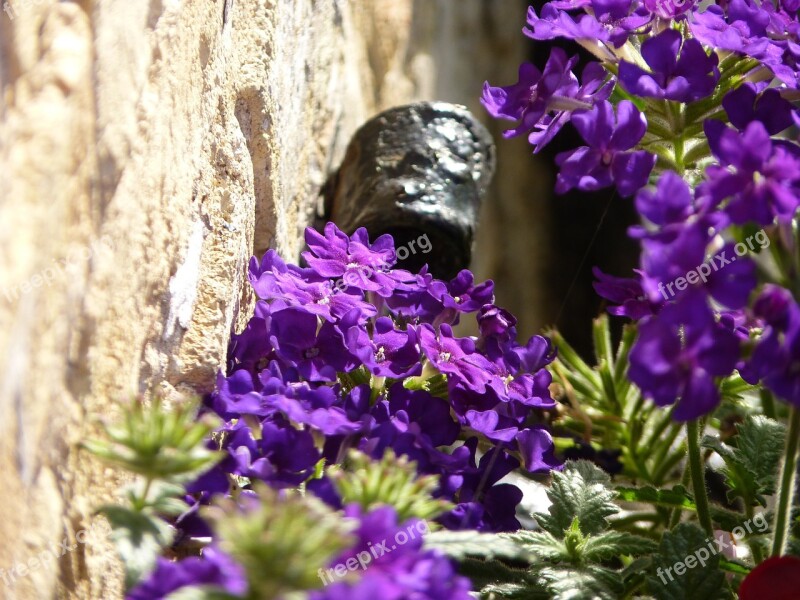 Close Up Blossom Bloom Flower Violet