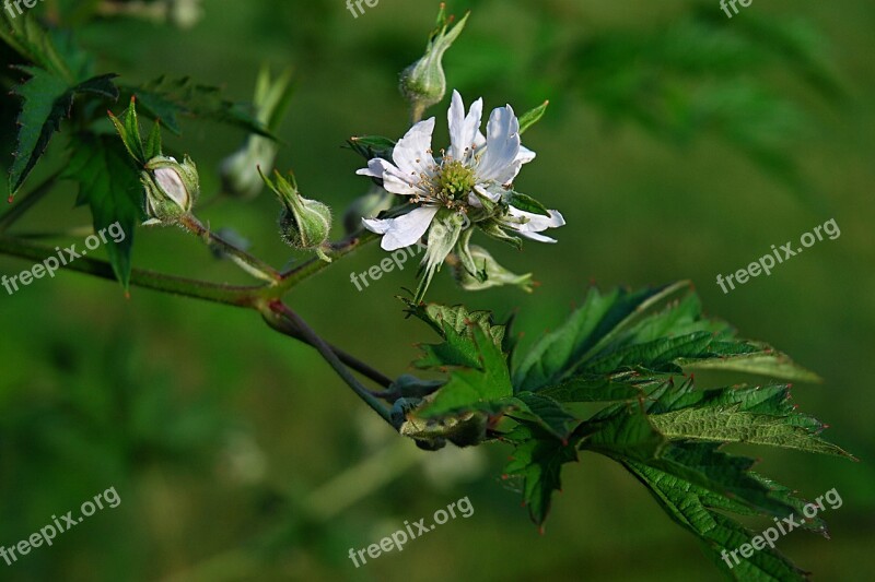 Flower Foliage Plant Garden Flora