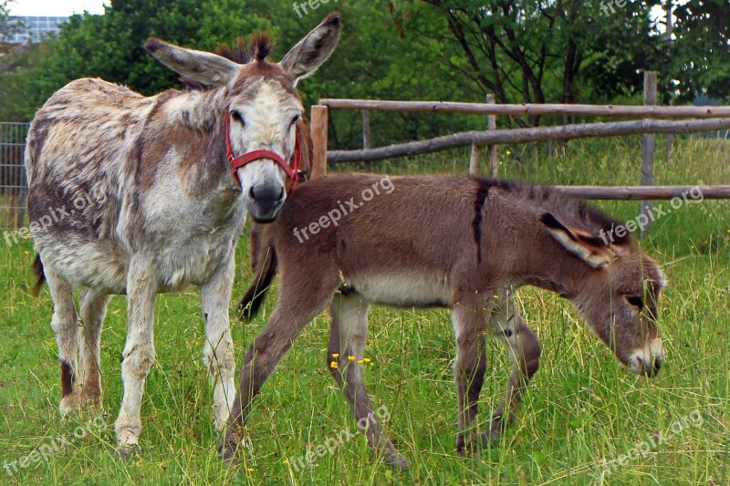 Donkey Donkey Foal Foal Mother Child