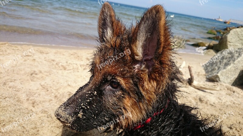 German Dog Wet Beach Puppy