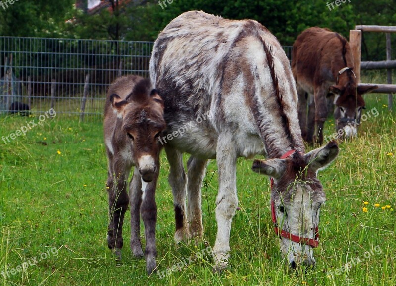 Donkey Animal Beast Of Burden Mother Child