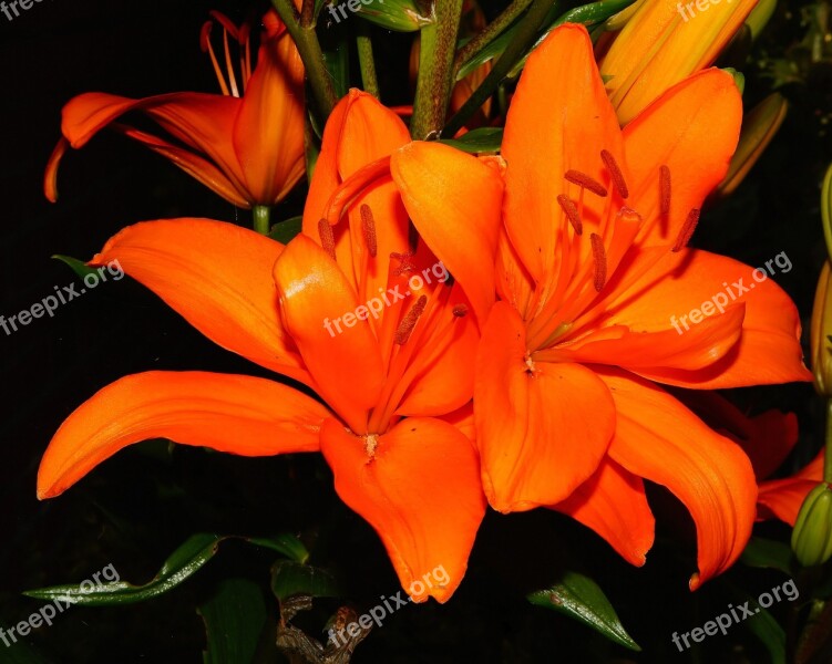 Flower Blossom Bloom Calyx Orange