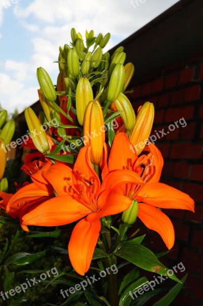 Flower Flowers Orange Bright Pistil