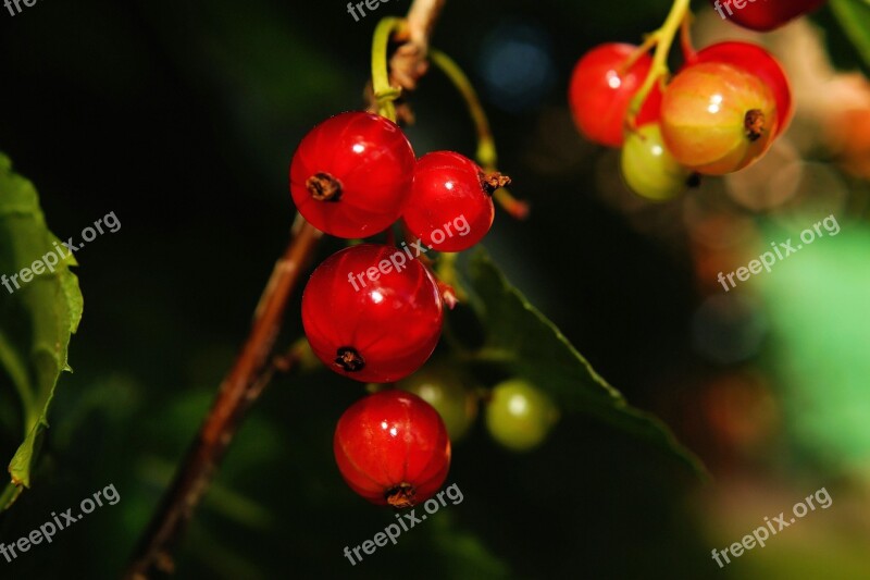 Bush Currants Fruit Vitamins Sour