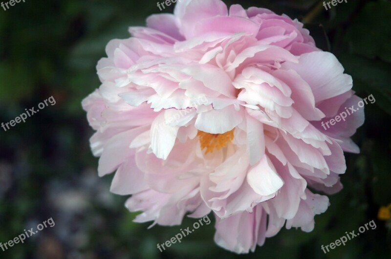 Peony Flower Flora Blossom Bloom