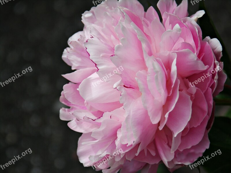 Peony Flower Flora Blossom Bloom