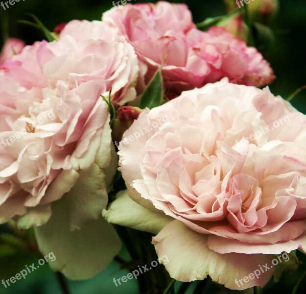 Rose Rose Bloom Fragrance Beauty Flower