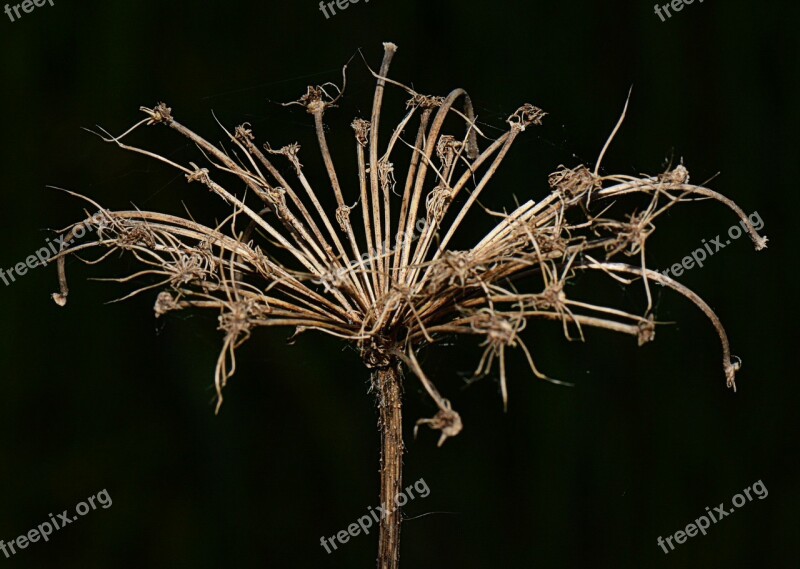 Nature Flower Dried Flower Free Photos