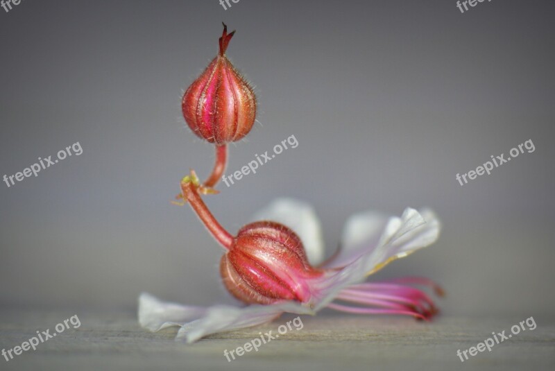 Flower Nature Macro Still Life Flower Bud