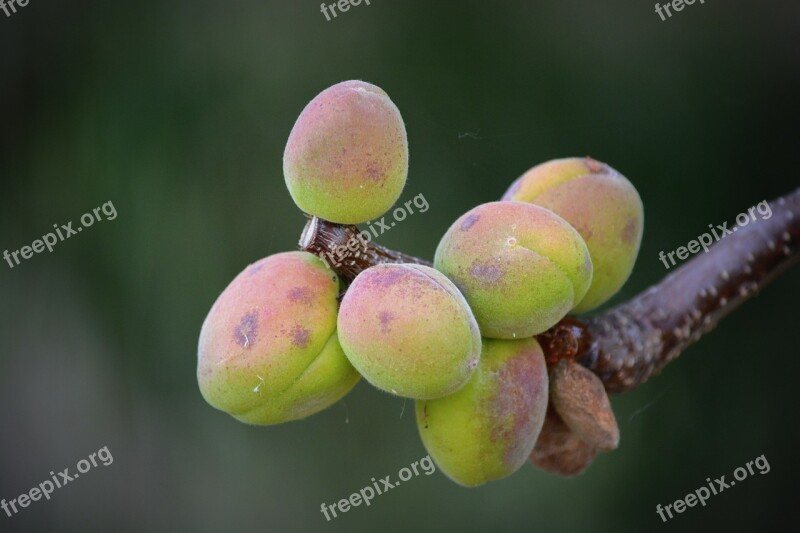 Apricots Fruit Nature Free Photos