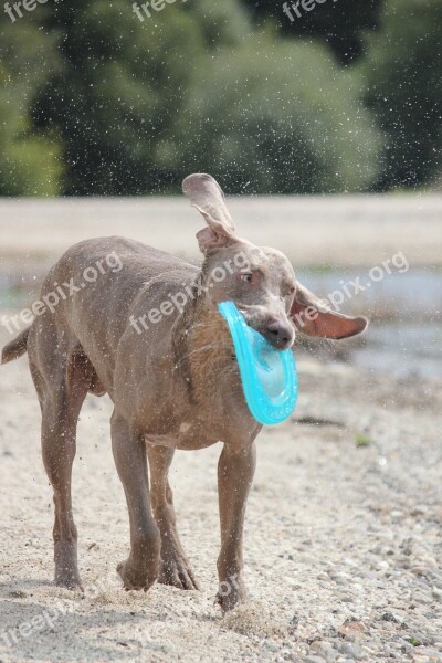 Weimaraner Animal Dog Snout Water