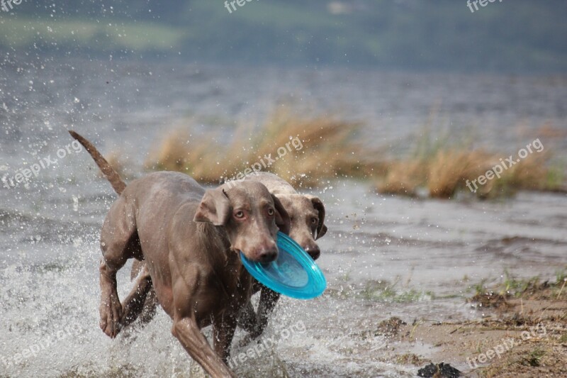 Weimaraner Animal Dog Snout Water