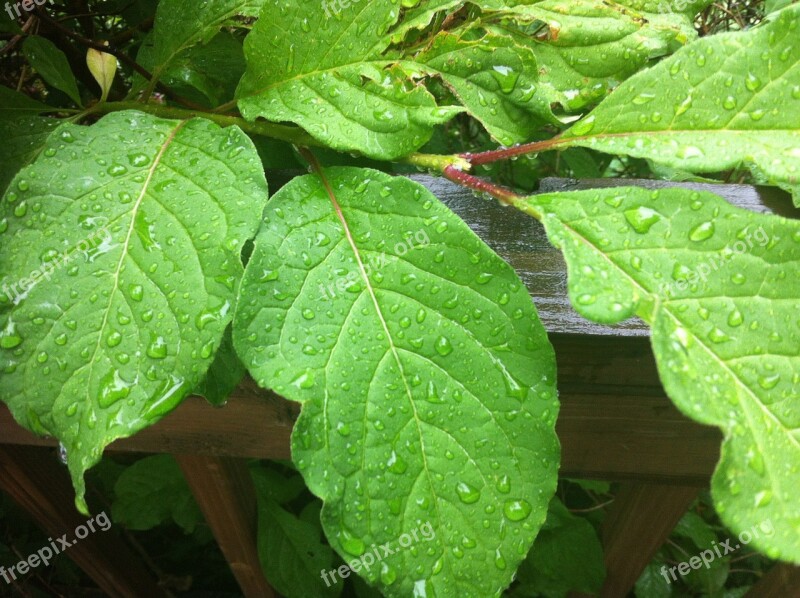 Leaf Leaves Nature Plant Leaves Rain Drop