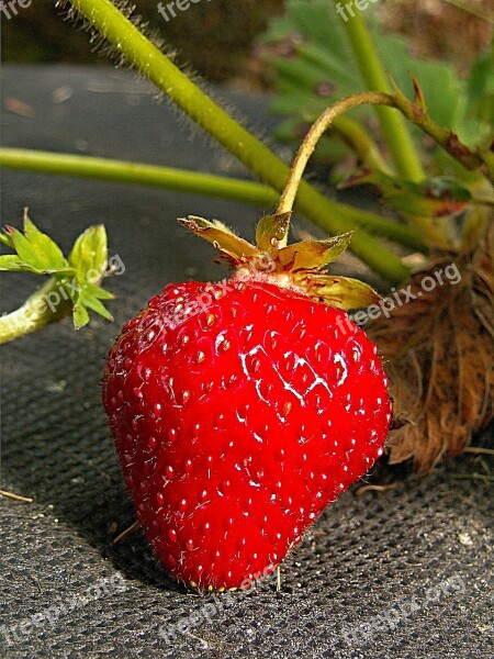 Strawberry Garden Red Fetus Macro