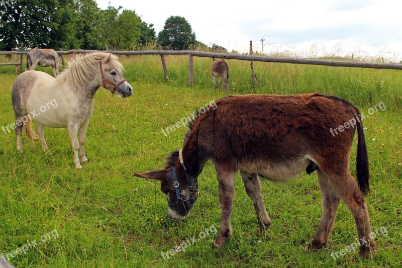 Pony Horse Donkey Livestock Beast Of Burden